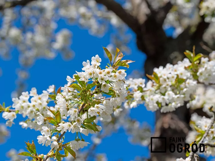 Czereśnia hedelfińska
