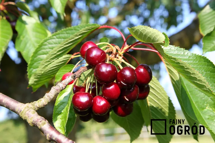 Olbrzymka hedelfińska