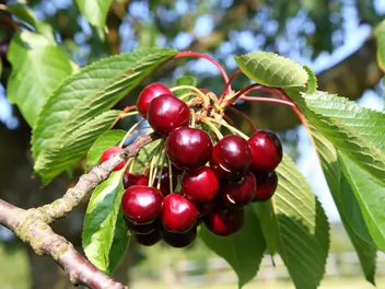 Czereśnia 'Hedelfińska' - zdjęcie 3