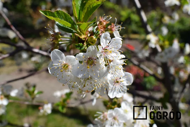Czereśnia 'Hedelfińska'
