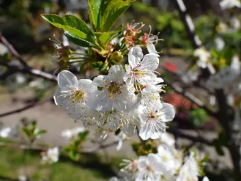 Czereśnia 'Hedelfińska' - zdjęcie 4