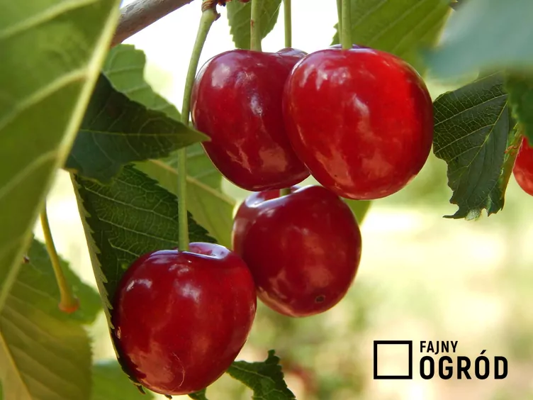 Czereśnia 'Hedelfińska' - zdjęcie 5