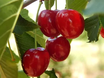 Czereśnia 'Hedelfińska' - zdjęcie 5