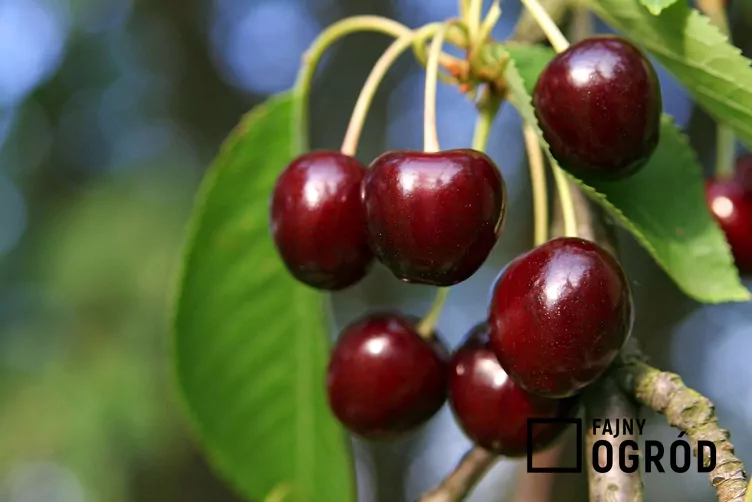 Czereśnia 'Hedelfińska'