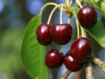 Ilustracja rośliny czereśnia 'hedelfińska'