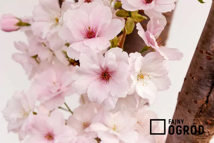 Wiśnia piłkowana 'Amanogawa'