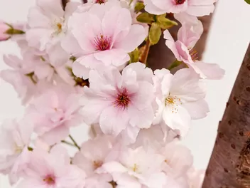 Ilustracja rośliny wiśnia piłkowana 'amanogawa'