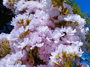 Wiśnia piłkowana 'Amanogawa' - zdjęcie 2