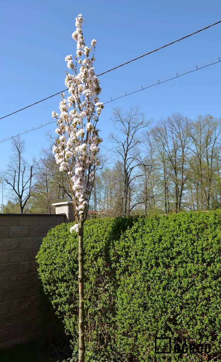 Wiśnia japońska amanogawa