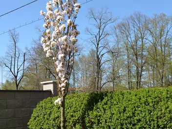 Wiśnia piłkowana 'Amanogawa' - zdjęcie 3