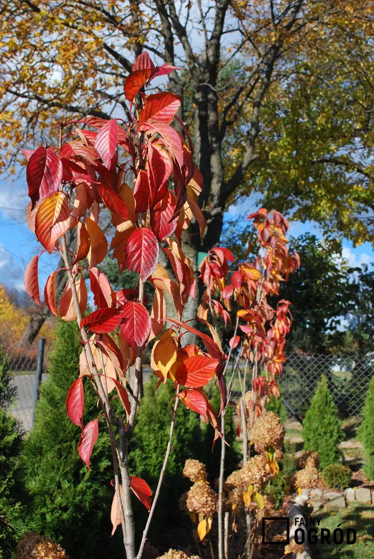 Wiśnia piłkowana 'Amanogawa'