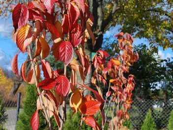 Wiśnia piłkowana 'Amanogawa' - zdjęcie 4