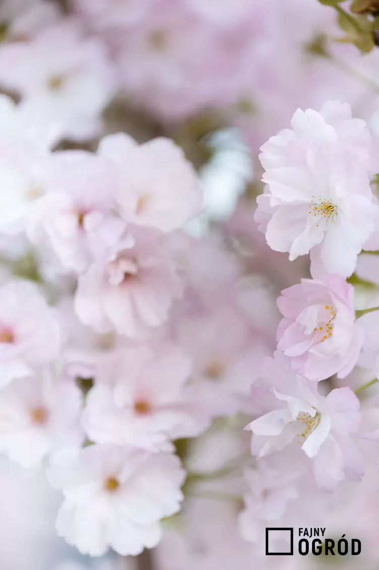 Wiśnia piłkowana 'Amanogawa' - zdjęcie 5