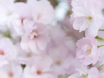 Wiśnia piłkowana 'Amanogawa' - zdjęcie 5