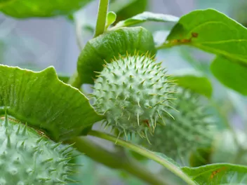 Bieluń surmikwiat - zdjęcie 2