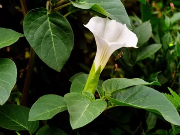 Bieluń surmikwiat - zdjęcie 3