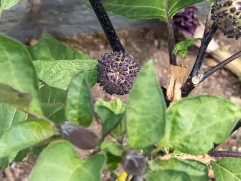 Bieluń surmikwiat - zdjęcie 4