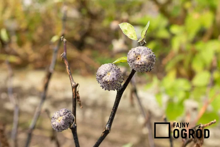 Bieluń surmikwiat - zdjęcie 5