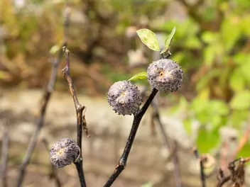 Bieluń surmikwiat - zdjęcie 5