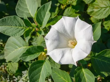 Ilustracja rośliny bieluń surmikwiat