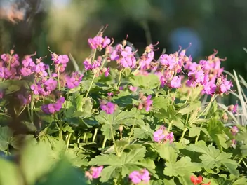 Bodziszek kantabryjski - zdjęcie 2