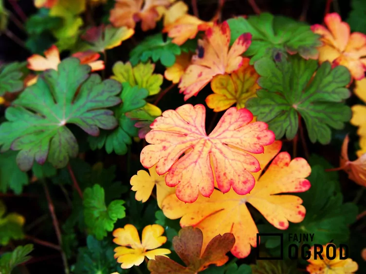 Bodziszek kantabryjski