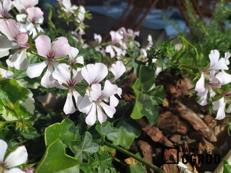 Bodziszek kantabryjski