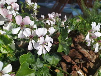 Bodziszek kantabryjski - zdjęcie 4