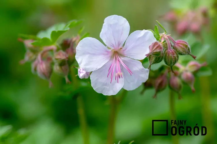 Bodziszek kantabryjski - zdjęcie 5