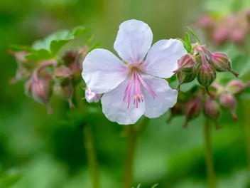 Bodziszek kantabryjski - zdjęcie 5