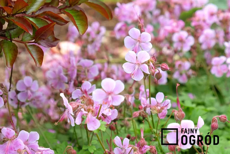 Bodziszek kantabryjski