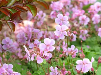 Ilustracja rośliny bodziszek kantabryjski