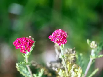 Krwawnik pospolity 'Red Velvet' - zdjęcie 2