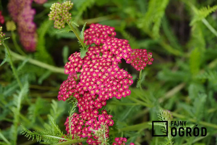 Krwawnik pospolity 'Red Velvet'
