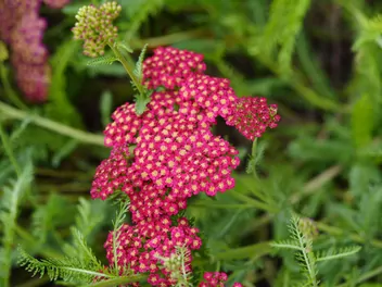 Krwawnik pospolity 'Red Velvet' - zdjęcie 3