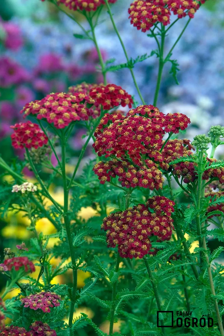 Krwawnik pospolity 'Red Velvet'