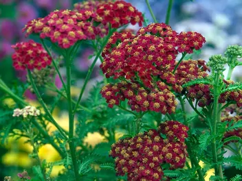 Krwawnik pospolity 'Red Velvet' - zdjęcie 4