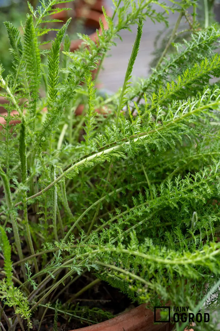 Krwawnik pospolity 'Red Velvet' - zdjęcie 5