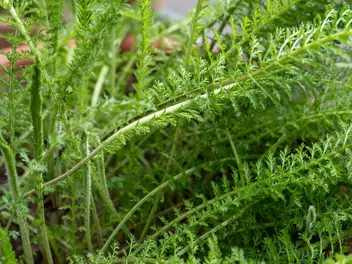 Krwawnik pospolity 'Red Velvet' - zdjęcie 5