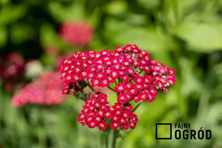 Krwawnik pospolity 'Red Velvet'