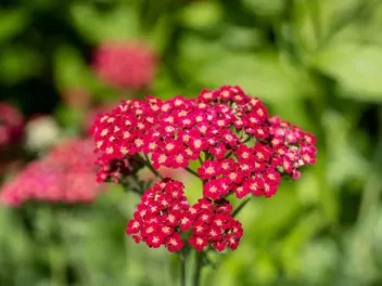 Ilustracja rośliny krwawnik pospolity 'red velvet'