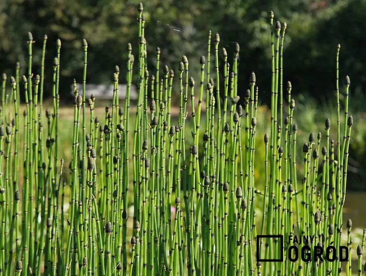 skrzyp-japonski-1 Skrzyp zimowy 'Japonicum'