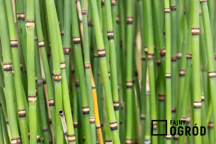 Skrzyp zimowy 'Japonicum'