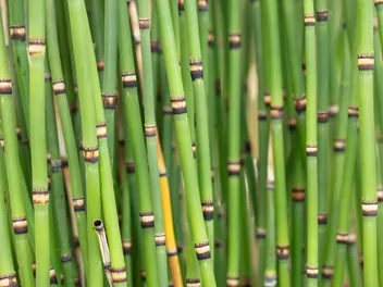 Skrzyp zimowy 'Japonicum' - zdjęcie 3