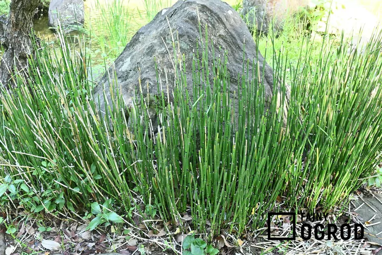 Skrzyp zimowy 'Japonicum'