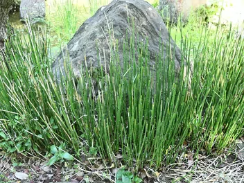 Skrzyp zimowy 'Japonicum' - zdjęcie 4