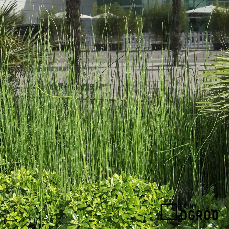 Skrzyp zimowy 'Japonicum' - zdjęcie 5