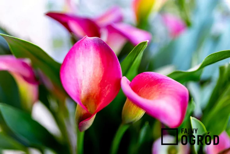 Cantedeskia Rehmanna