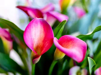 Ilustracja rośliny cantedeskia rehmanna