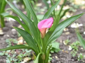 Cantedeskia Rehmanna - zdjęcie 2